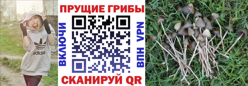 Псилоцибиновые грибы ЛСД Порхов